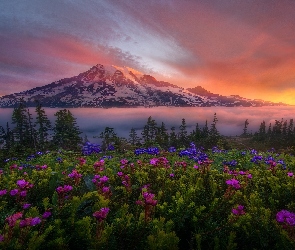 Park Narodowy Mount Rainier, Góry, Stan Waszyngton, Stany Zjednoczone, Wschód słońca, Kwiaty, Mgła, Drzewa, Stratowulkan Mount Rainier