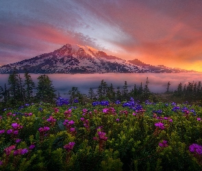 Park Narodowy Mount Rainier, Góry, Stan Waszyngton, Stany Zjednoczone, Wschód słońca, Kwiaty, Mgła, Drzewa, Stratowulkan Mount Rainier