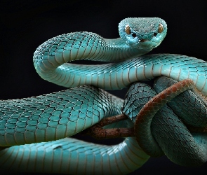 Żmija, Trimeresurus insularis, Niebieska
