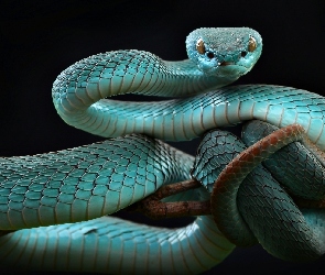 Niebieska, Trimeresurus insularis, Żmija