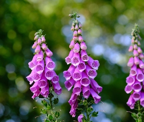 Naparstnica purpurowa, Kwiaty, Różowe