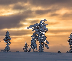 Zima, Drzewa, Ośnieżone, Zachód słońca