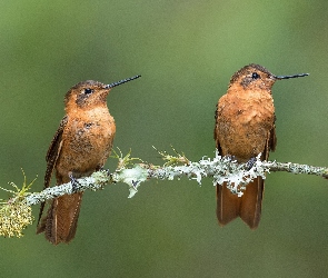 Ptaki, Gałązka, Iskrzyki płomienne, Kolibry, Dwa
