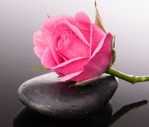 Kwiat, Kamień, Róża