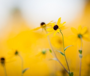 Kwiaty, Tło, Rozmyte, Rudbekia, Żółte