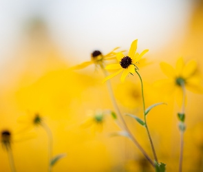 Żółte, Tło, Rudbekia, Rozmyte, Kwiaty