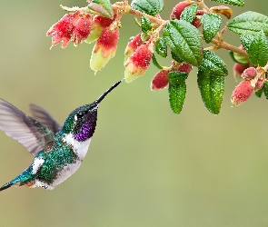 Koliber, Kwiat, Brzęczek białobrzuchy