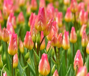 Kolorowe, Pąki, Tulipany