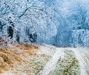 Zima, Drzewa, Las, Droga