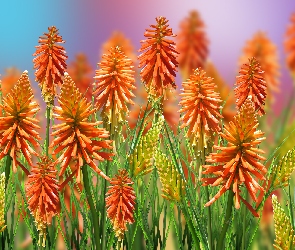 Kwiaty, Trytoma groniasta
