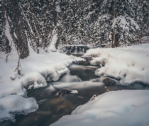 Kanada, Drzewa, Zima, Rzeka, Śnieg, Strumień, Prowincja Alberta, Park Prowincjonalny Big Hill Springs, Las