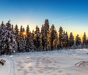 Świerki, Las, Zima, Wschód słońca