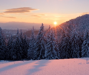 Karpaty, Ukraina, Wschód słońca, Zima, Las, Świerki, Góry Gorgany