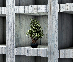 Bonsai, Półki, Drzewko