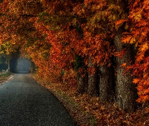 Drzewa, Droga, Jesień, Ogrodzona