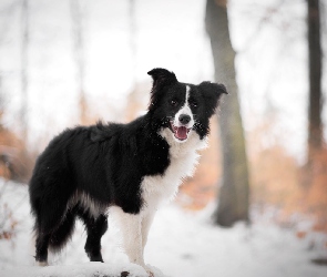 Pies, Śnieg, Drzewa, Border collie