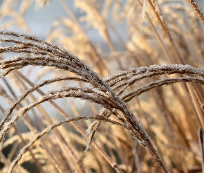 Szron, Źdźbła, Trawa