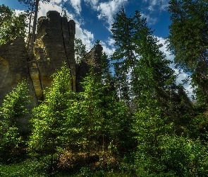 Las, Roślinność, Narodowy Rezerwat Przyrody Skał Adrszpasko-Teplickich, Czechy, Skały Teplickie, Drzewa