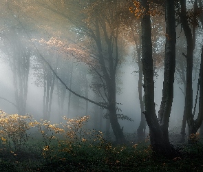 Góry Stara Płanina, Bułgaria, Przebijające światło, Drzewa, Mgła, Krzewy, Las