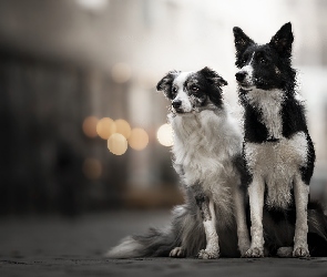 Psy, Tło, Rozmyte, Border collie, Dwa