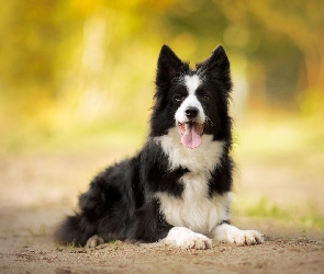 Border collie, Piasek, Jęzor, Mordka, Pies