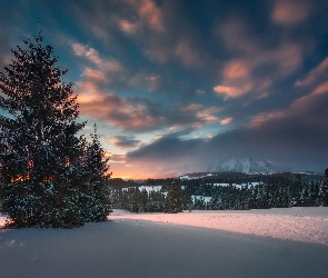 Śnieg, Drzewa, Góry Tatry Bielskie, Słowacja, Wschód Słońca, Zima