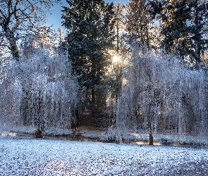 Zima, Rzeczka, Drzewa, Promienie Słońca, Ośnieżone