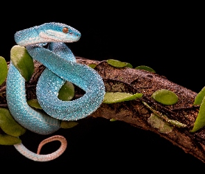 Żmija, Liście, Konar, Trimeresurus albolabris insularis, Niebieska