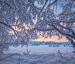 Finlandia, Laponia, Drzewa, Zima, Ośnieżone, Jezioro Inari