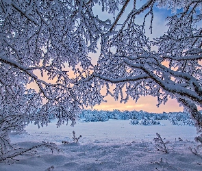 Drzewa, Ośnieżone, Laponia, Finlandia, Jezioro Inari, Zima