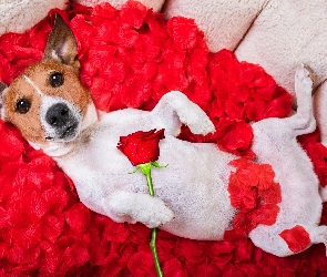 Róża, Jack Russell terrier, Płatki