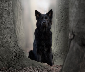 Pies, Drzewa, Czarny owczarek niemiecki
