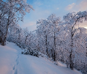 Laponia, Drzewa, Ośnieżone, Zima, Finlandia
