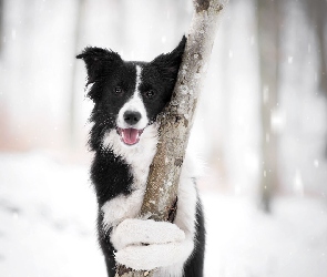 Pies, Śnieg
, Mordka, Drzewo, Border collie