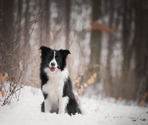 Śnieg, Las, Pies, Border collie