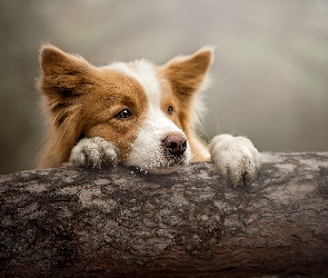 Pies, Pień, Mordka, Border collie