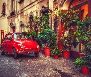 Ulica, Rośliny, Fiat 500
