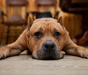 Leżący, Pit Bull terrier, Pies