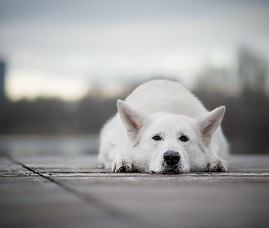 Leżący, Biały owczarek szwajcarski, Pies