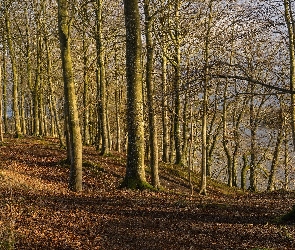 Jesień, Las, Jutlandia Środkowa, Dania, Gmina Viborg, Jezioro Hald So