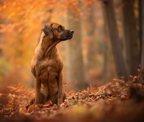 Rhodesian ridgeback, Liście, Pies