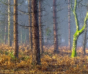 Hrabstwo Warwickshire, Las, Anglia, Coughton Park, Drzewa, Posiadłość Coughton, Mgła, Jesień