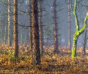 Coughton Park, Hrabstwo Warwickshire, Anglia, Mgła, Jesień, Las, Drzewa, Posiadłość Coughton