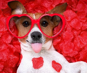 Serca, Okulary, Pies, Jack Russell terier