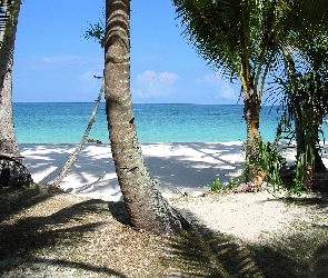 Morze, Palmy, Plaża