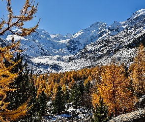 Kanton Gryzonia, Szwajcaria, Śnieg, Masyw Bernina, Góry Alpy Retyckie, Drzewa, Lodowiec Morteratschgletscher