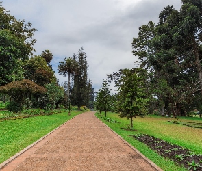 Prowincja Środkowa, Sri Lanka, Alejka, Victoria Park, Park miejski, Drzewa, Miasto Nuwara Eliya