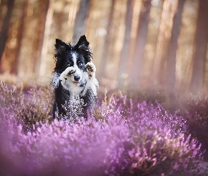 Łapki, Wrzos Uniesione, Pies, Border collie