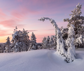 Finlandia, Ośnieżone, Zima, Drzewa, Wzgórze, Wschód słońca, Laponia, Gmina Posio, Park Narodowy Riisitunturi