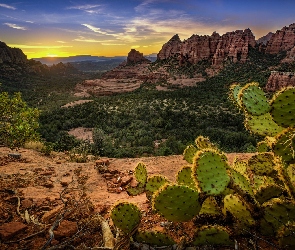 Kaktus, Skały, Stan Arizona, Drzewa, Góry, Stany Zjednoczone, Sedona